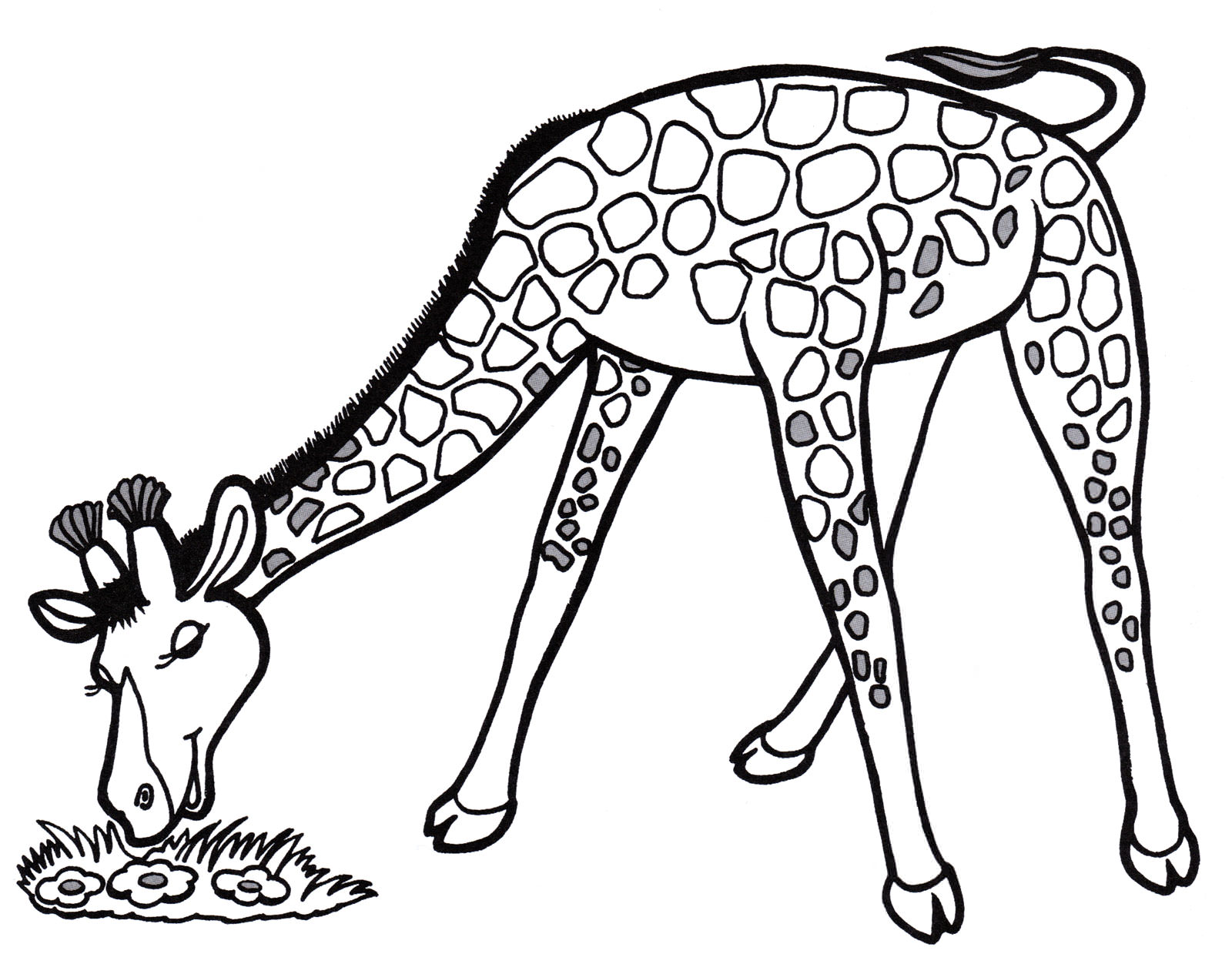 Розмальовка Жираф їсть траву
