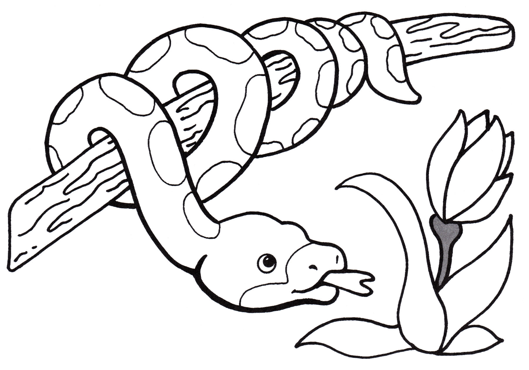 Розмальовка Змія на гілці