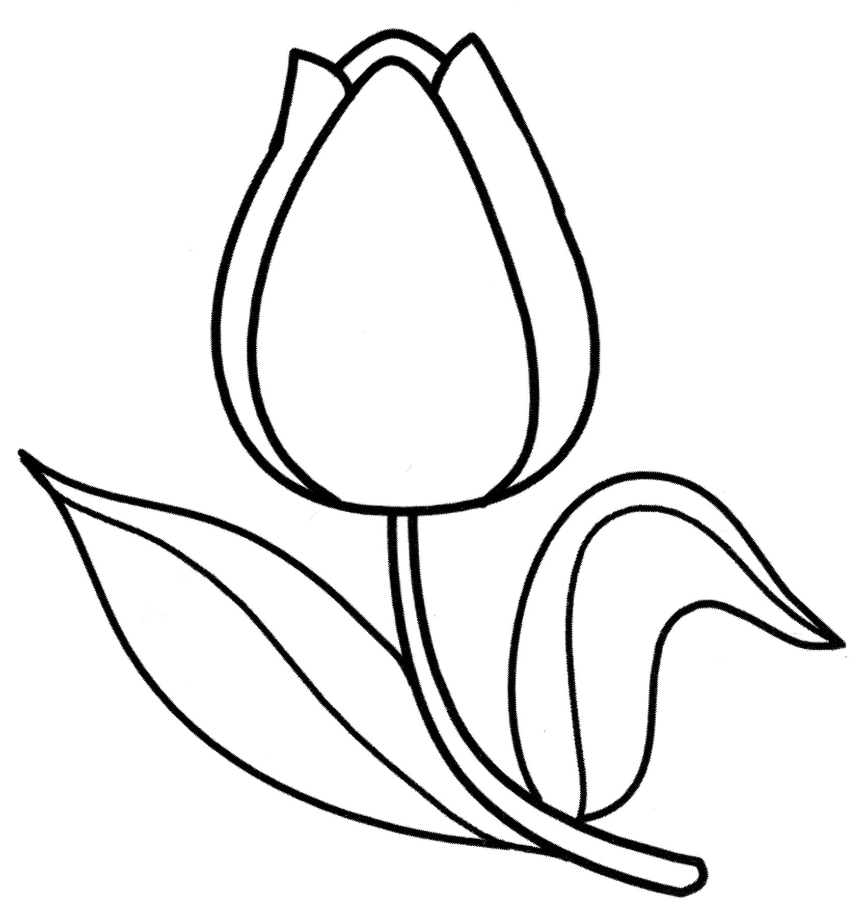 Розмальовка Тюльпан